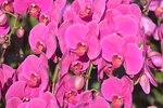 20012023_Nikon D5300_Victoria Park Lunar New Year Flower Fair_Orchid00020