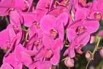 20012023_Nikon D5300_Victoria Park Lunar New Year Flower Fair_Orchid00021