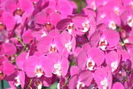 20012023_Nikon D5300_Victoria Park Lunar New Year Flower Fair_Orchid00022