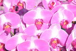 20012023_Nikon D5300_Victoria Park Lunar New Year Flower Fair_Orchid00023