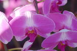 20012023_Nikon D5300_Victoria Park Lunar New Year Flower Fair_Orchid00024