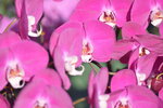 20012023_Nikon D5300_Victoria Park Lunar New Year Flower Fair_Orchid00025