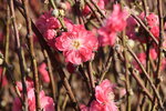 20012023_Nikon D5300_Victoria Park Lunar New Year Flower Fair_Peach00003
