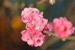20012023_Nikon D5300_Victoria Park Lunar New Year Flower Fair_Peach00005
