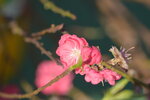 20012023_Nikon D5300_Victoria Park Lunar New Year Flower Fair_Peach00006