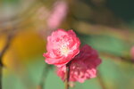 20012023_Nikon D5300_Victoria Park Lunar New Year Flower Fair_Peach00008