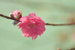 20012023_Nikon D5300_Victoria Park Lunar New Year Flower Fair_Peach00009