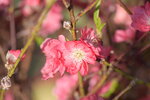 20012023_Nikon D5300_Victoria Park Lunar New Year Flower Fair_Peach00010