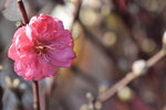 20012023_Nikon D5300_Victoria Park Lunar New Year Flower Fair_Peach00011