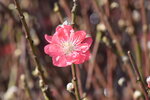 20012023_Nikon D5300_Victoria Park Lunar New Year Flower Fair_Peach00012