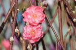 20012023_Nikon D5300_Victoria Park Lunar New Year Flower Fair_Peach00013