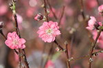 20012023_Nikon D5300_Victoria Park Lunar New Year Flower Fair_Peach00014