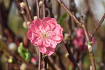 20012023_Nikon D5300_Victoria Park Lunar New Year Flower Fair_Peach00015