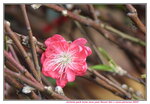 20012023_Nikon D5300_Victoria Park Lunar New Year Flower Fair_Peach00016