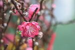 20012023_Nikon D5300_Victoria Park Lunar New Year Flower Fair_Peach00017