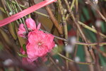 20012023_Nikon D5300_Victoria Park Lunar New Year Flower Fair_Peach00019