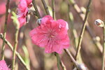 20012023_Nikon D5300_Victoria Park Lunar New Year Flower Fair_Peach00021