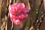 20012023_Nikon D5300_Victoria Park Lunar New Year Flower Fair_Peach00022