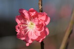 20012023_Nikon D5300_Victoria Park Lunar New Year Flower Fair_Peach00023
