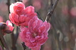20012023_Nikon D5300_Victoria Park Lunar New Year Flower Fair_Peach00024