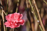 20012023_Nikon D5300_Victoria Park Lunar New Year Flower Fair_Peach00025