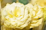20012023_Nikon D5300_Victoria Park Lunar New Year Flower Fair_Rose00001