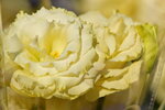 20012023_Nikon D5300_Victoria Park Lunar New Year Flower Fair_Rose00003