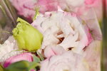 20012023_Nikon D5300_Victoria Park Lunar New Year Flower Fair_Rose00004