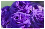 20012023_Nikon D5300_Victoria Park Lunar New Year Flower Fair_Rose00008