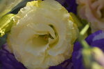 20012023_Nikon D5300_Victoria Park Lunar New Year Flower Fair_Rose00010