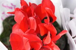 20012023_Nikon D5300_Victoria Flower Fair_Varieties00004