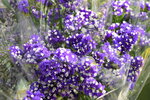 20012023_Nikon D5300_Victoria Flower Fair_Varieties_Gypsophila Paniculata00001