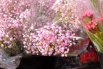20012023_Nikon D5300_Victoria Flower Fair_Varieties_Gypsophila Paniculata00002