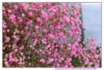 20012023_Nikon D5300_Victoria Flower Fair_Varieties_Gypsophila Paniculata00003