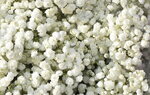 20012023_Nikon D5300_Victoria Flower Fair_Varieties_Gypsophila Paniculata00004