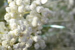20012023_Nikon D5300_Victoria Flower Fair_Varieties_Gypsophila Paniculata00005