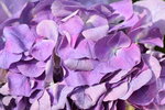 20012023_Nikon D5300_Victoria Flower Fair_Varieties_Hydrangea Marcophyna00001