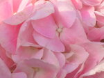20012023_Nikon D5300_Victoria Flower Fair_Varieties_Hydrangea Marcophyna00002