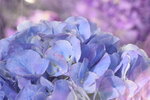 20012023_Nikon D5300_Victoria Flower Fair_Varieties_Hydrangea Marcophyna00003