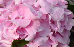20012023_Nikon D5300_Victoria Flower Fair_Varieties_Hydrangea Marcophyna00004