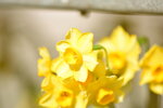 20012023_Nikon D5300_Victoria Flower Fair_Varieties_Narcissus Pseudonarcissus00001