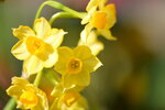 20012023_Nikon D5300_Victoria Flower Fair_Varieties_Narcissus Pseudonarcissus00002