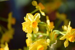 20012023_Nikon D5300_Victoria Flower Fair_Varieties_Narcissus Pseudonarcissus00003