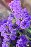 20012023_Nikon D5300_Victoria Flower Fair_Varieties_Salvia Japonica00001