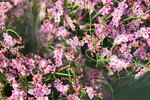 20012023_Nikon D5300_Victoria Flower Fair_Varieties_Salvia Japonica00002