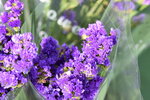 20012023_Nikon D5300_Victoria Flower Fair_Varieties_Salvia Japonica00003