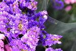20012023_Nikon D5300_Victoria Flower Fair_Varieties_Salvia Japonica00005