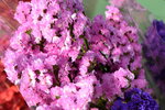 20012023_Nikon D5300_Victoria Flower Fair_Varieties_Salvia Japonica00006
