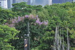20082023_West Kowloon Cultural District00037