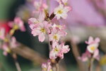 20012023_Nikon D5300_Victoria Park Lunar New Year Flower Fair_Sakura00002